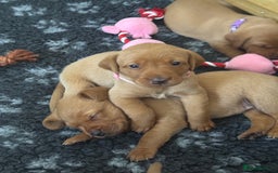 Labrador Retriever dogs for sale: KC Reg Fox Red Labrador Pups from Working Parents - Image 12
