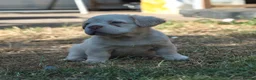 French Bulldog dogs for sale: HOME BRED FLUFFY FRENCHY•ISABELLA.KC&DNA CERT - Advert 22