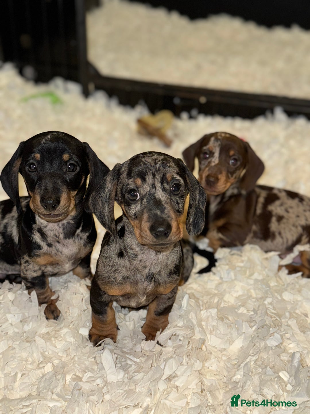 Miniature Dachshund dogs for sale: Absolutely stunning miniature KC reg Dachshund’s  - Advert 5