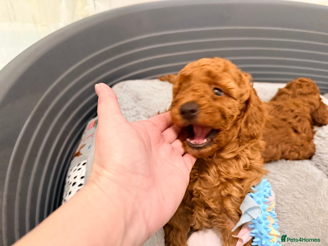 Miniature Poodle dogs for sale: Kc reg mini poodle 5 generation pedigree - Advert 19