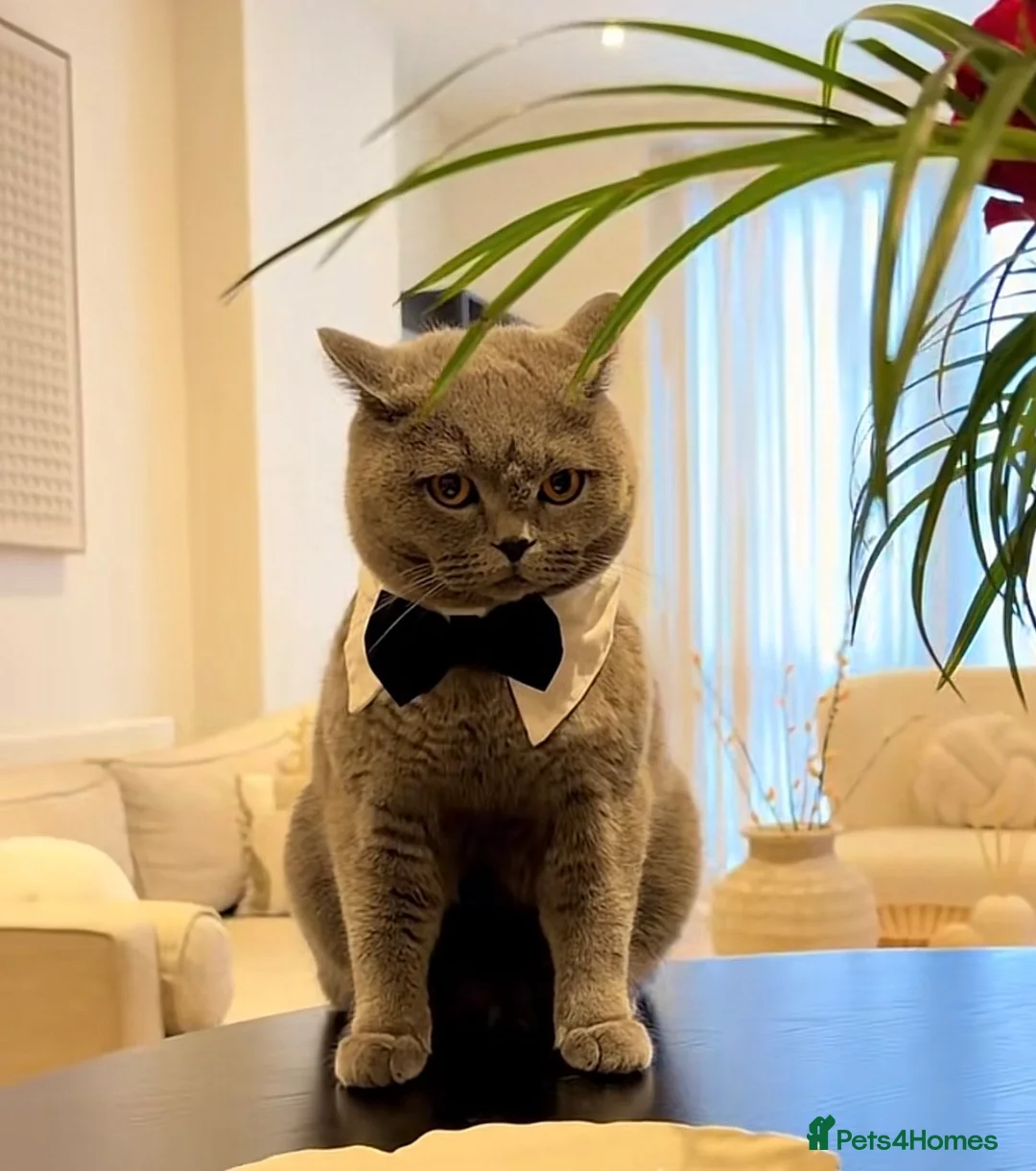 British Shorthair cats for stud: 💙Male British shorthair Available For Stud  - Advert 2