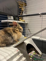 Mini Lion Lop rabbits - Advert 2