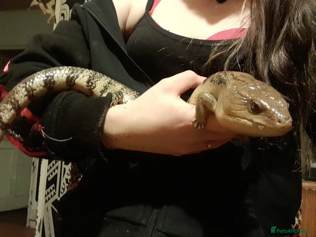 Skink reptiles for sale: Northern blue tongued skink (female) + setup - Advert 2