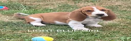Basset Hound dogs for sale: KC BASSET HOUND PUPPIES  - Advert 5