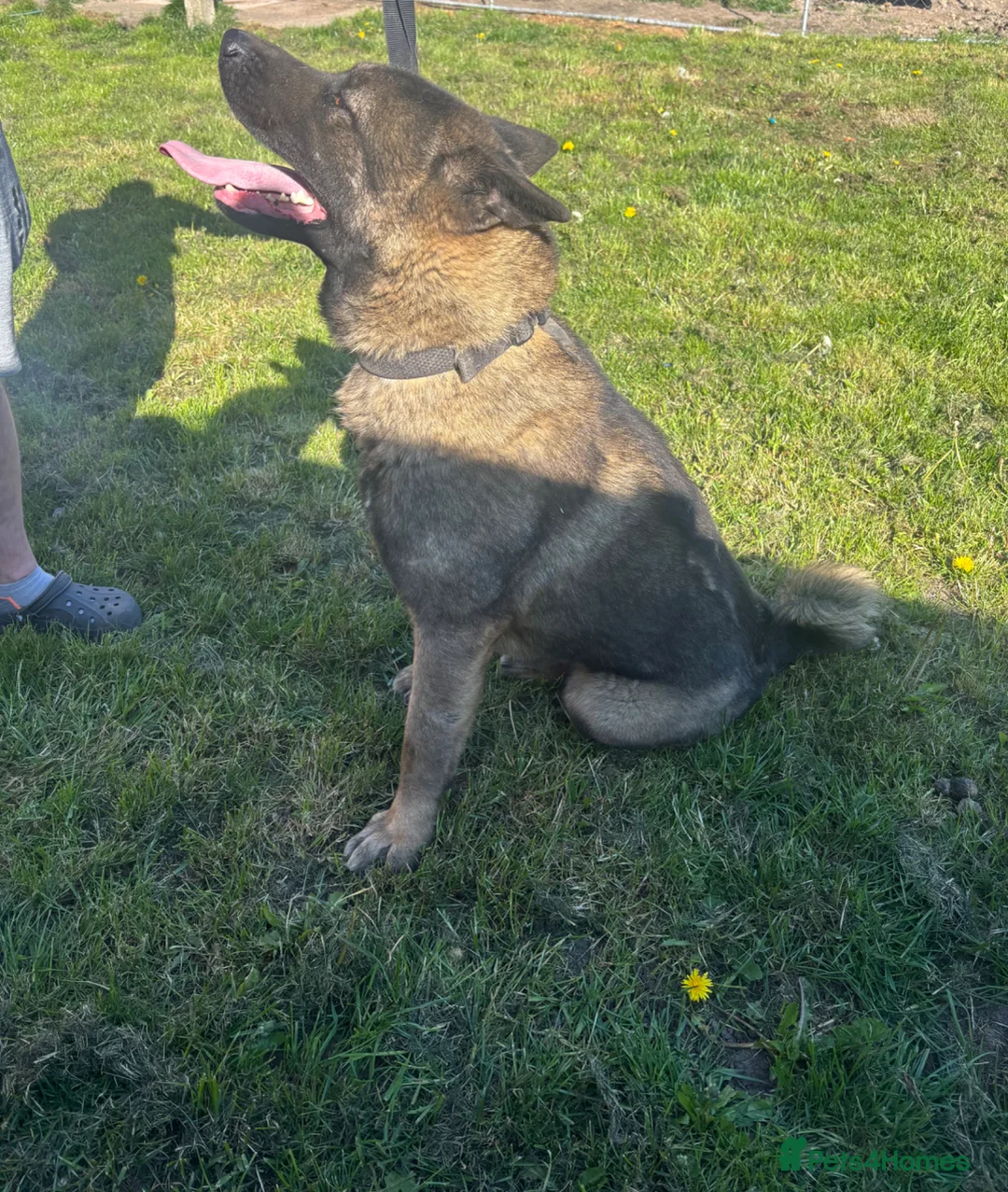 Akita dogs for sale: 1 year old male American Akita  - Advert 5