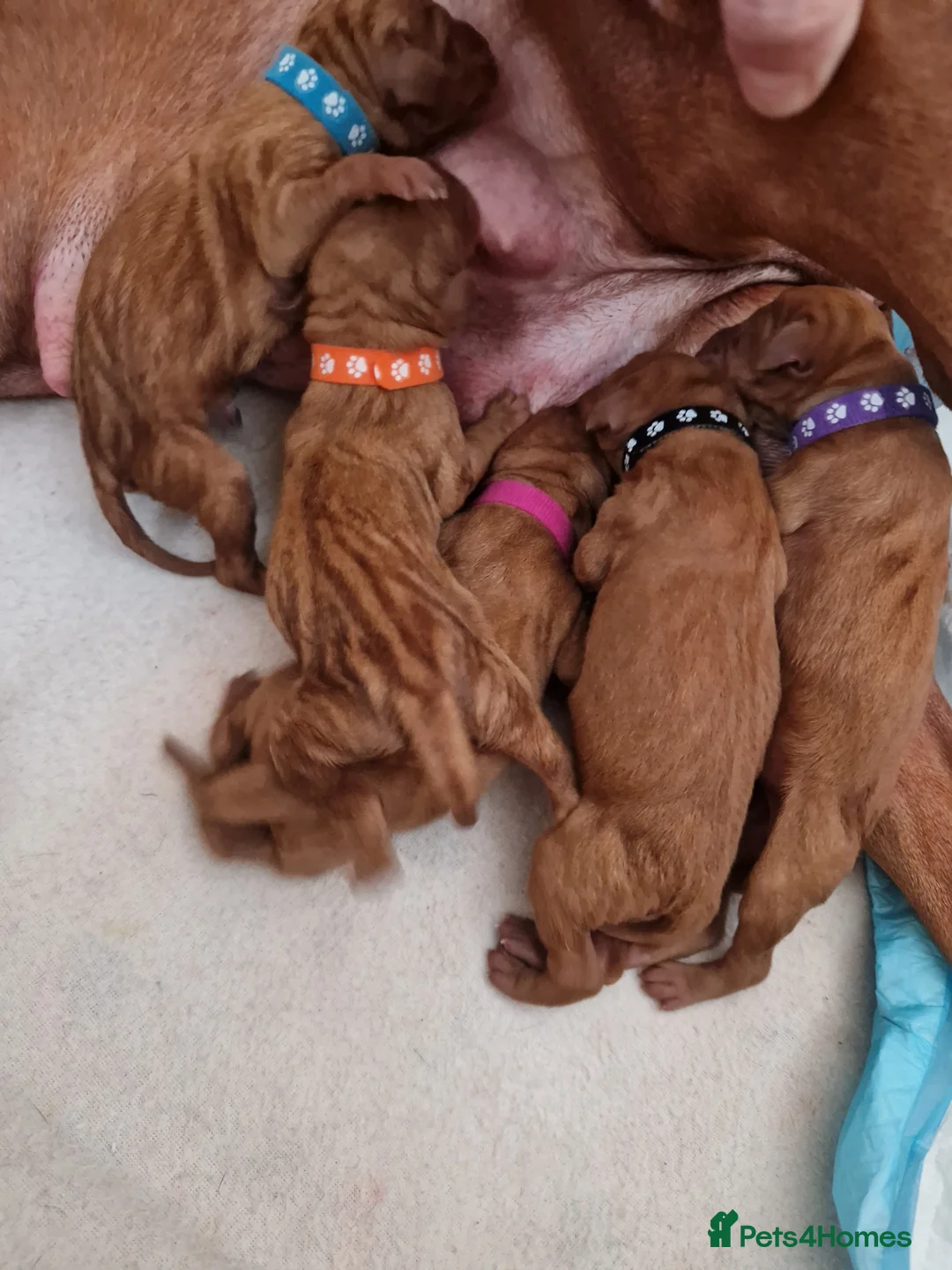 Hungarian Vizsla dogs for sale: Hungarian Russet Gold Vizsla Puppies.Non KC. - Advert 6