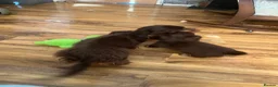Miniature Dachshund dogs for sale: Longhaired stunning miniature Daschunds - Advert 2