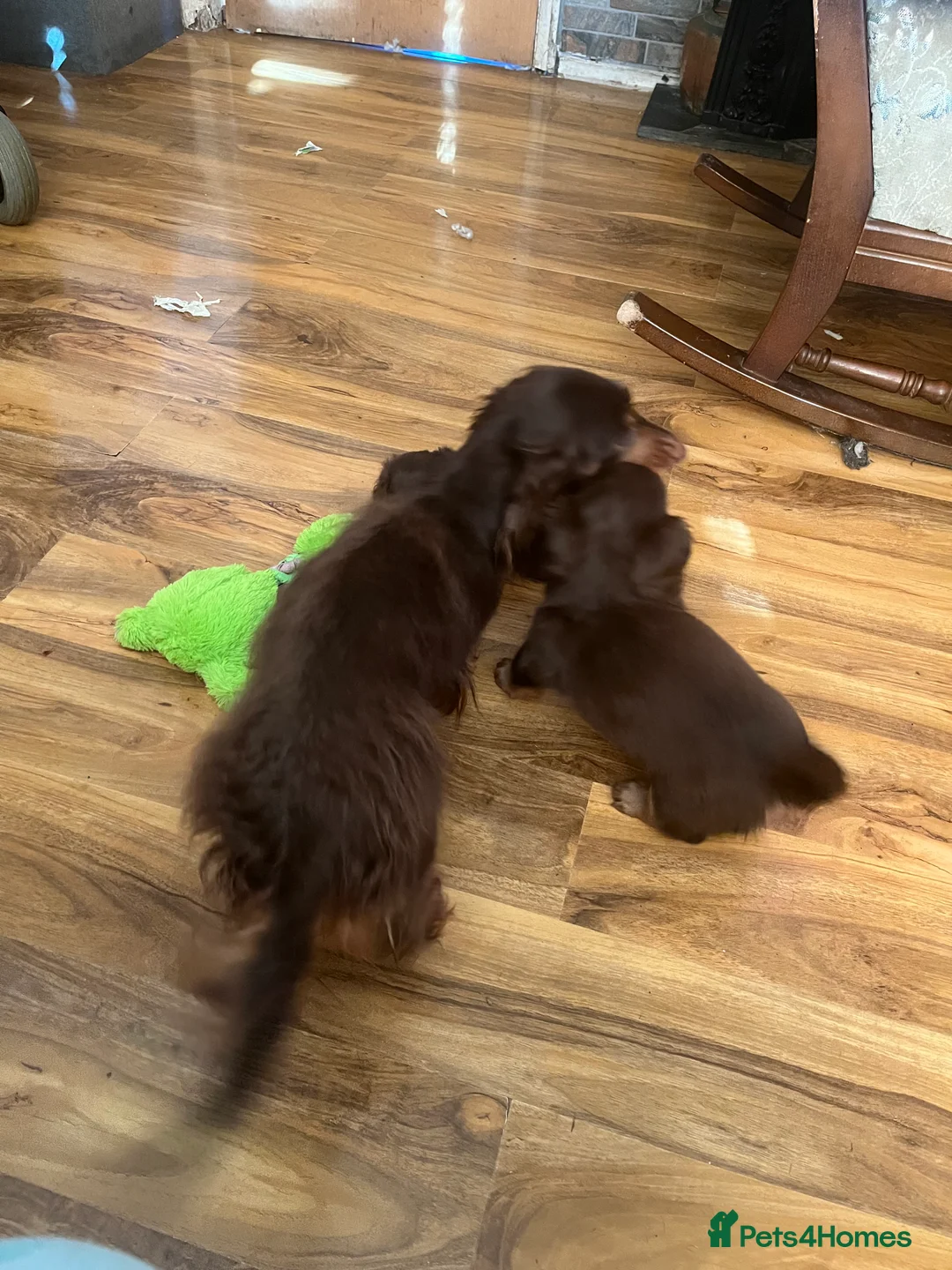 Miniature Dachshund dogs for sale: Longhaired stunning miniature Daschunds - Advert 2