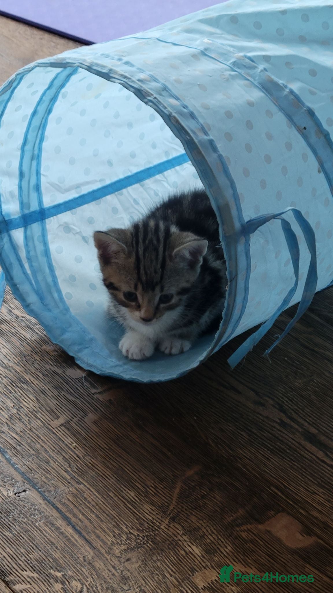 Mixed Breed cats 4 Adorable kittens looking for beautiful homes  - Advert 11