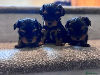 Yorkshire Terrier dogs Beautiful Yorkshire Terrier Puppies - Advert 3