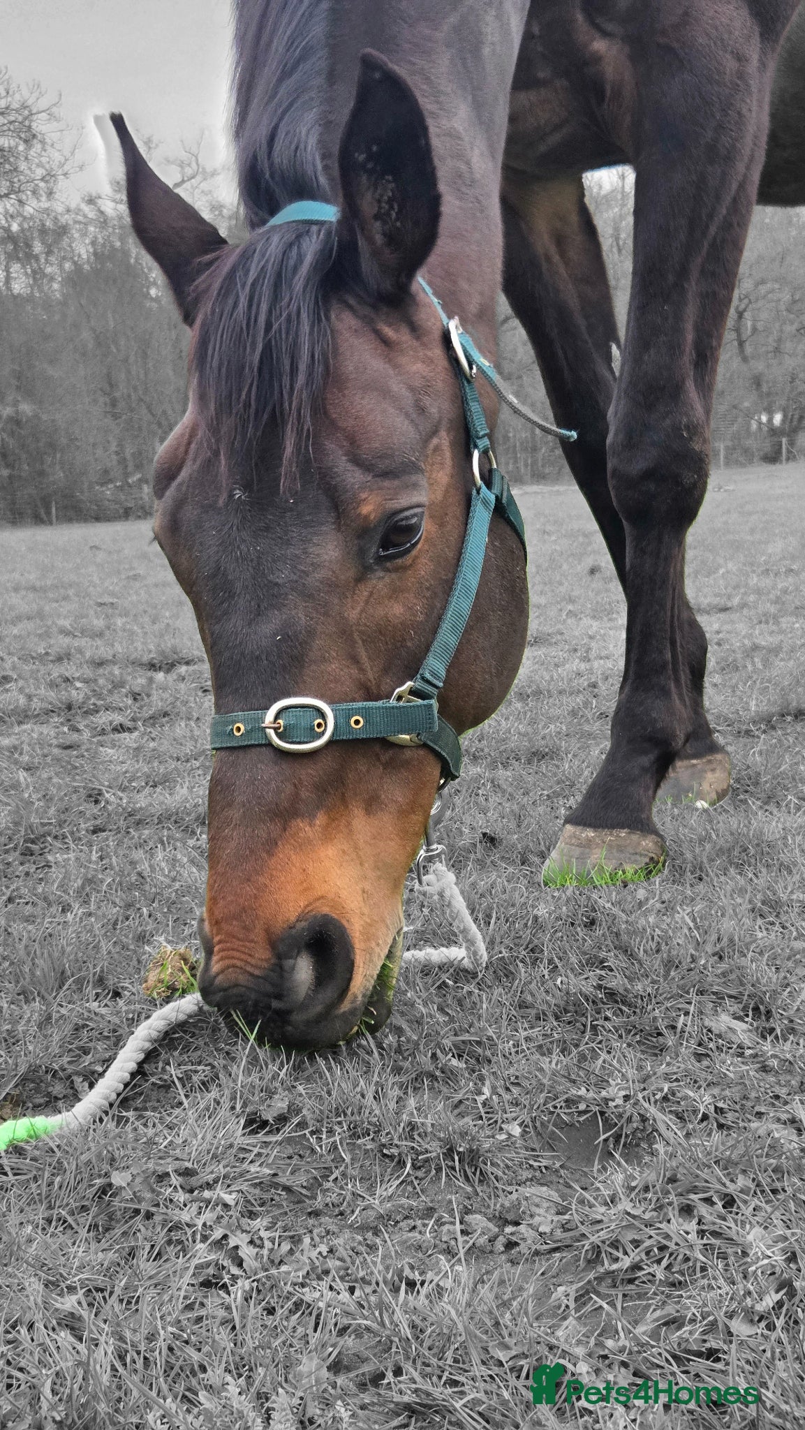 English Thoroughbred horses 17.1 10 Year old BAY  - Advert 16