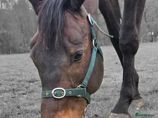 English Thoroughbred horses 17.1 10 Year old BAY - Advert 18