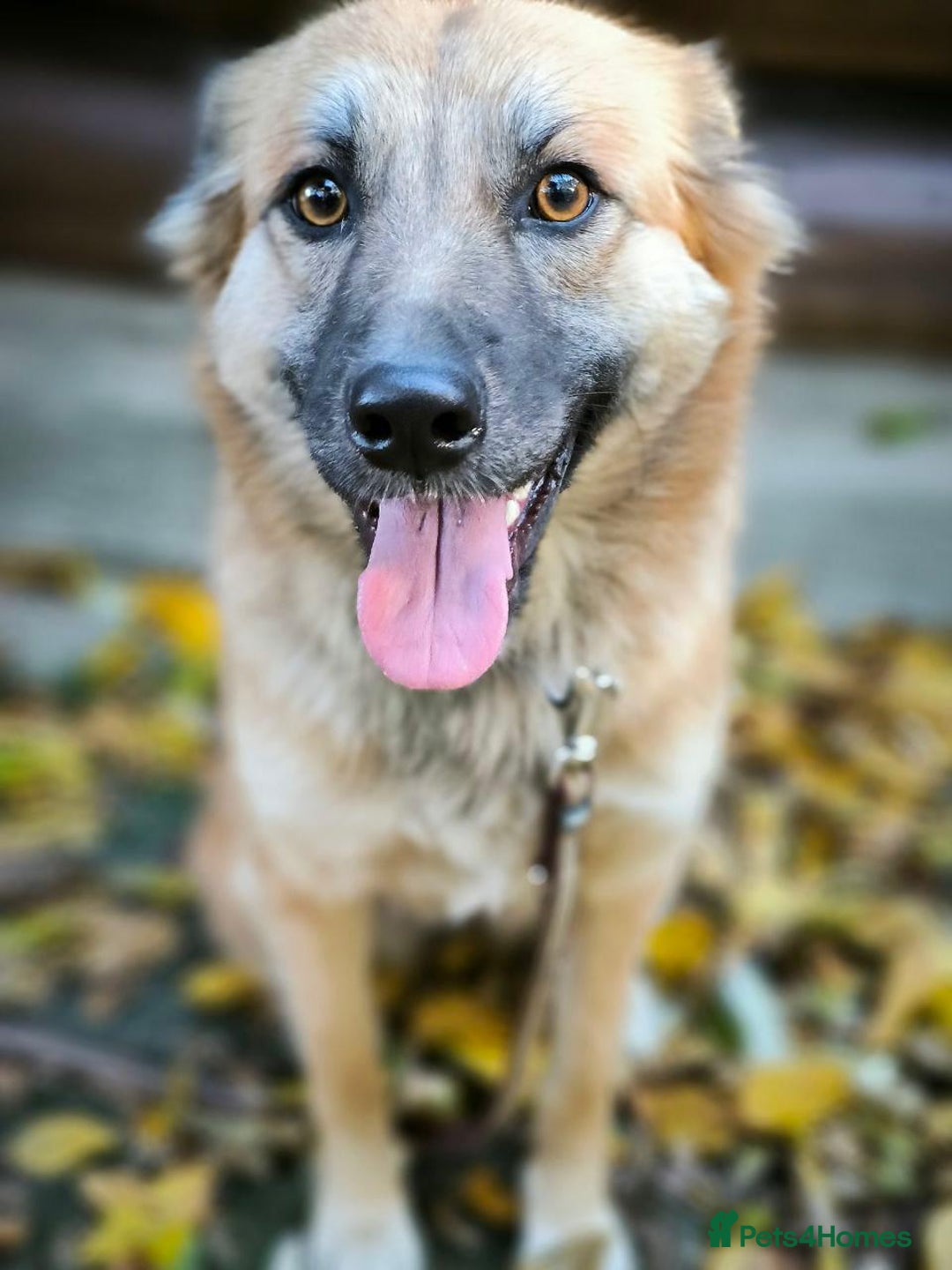 Mixed Breed dogs for adoption: 🐶💖 SOFIE 💖🐶 - Advert 7