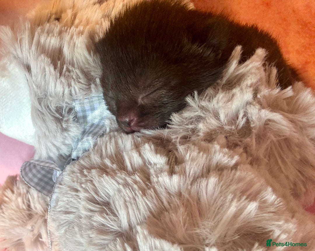 Domestic Shorthair cats for sale: 2 Female Kittens  - Image 9