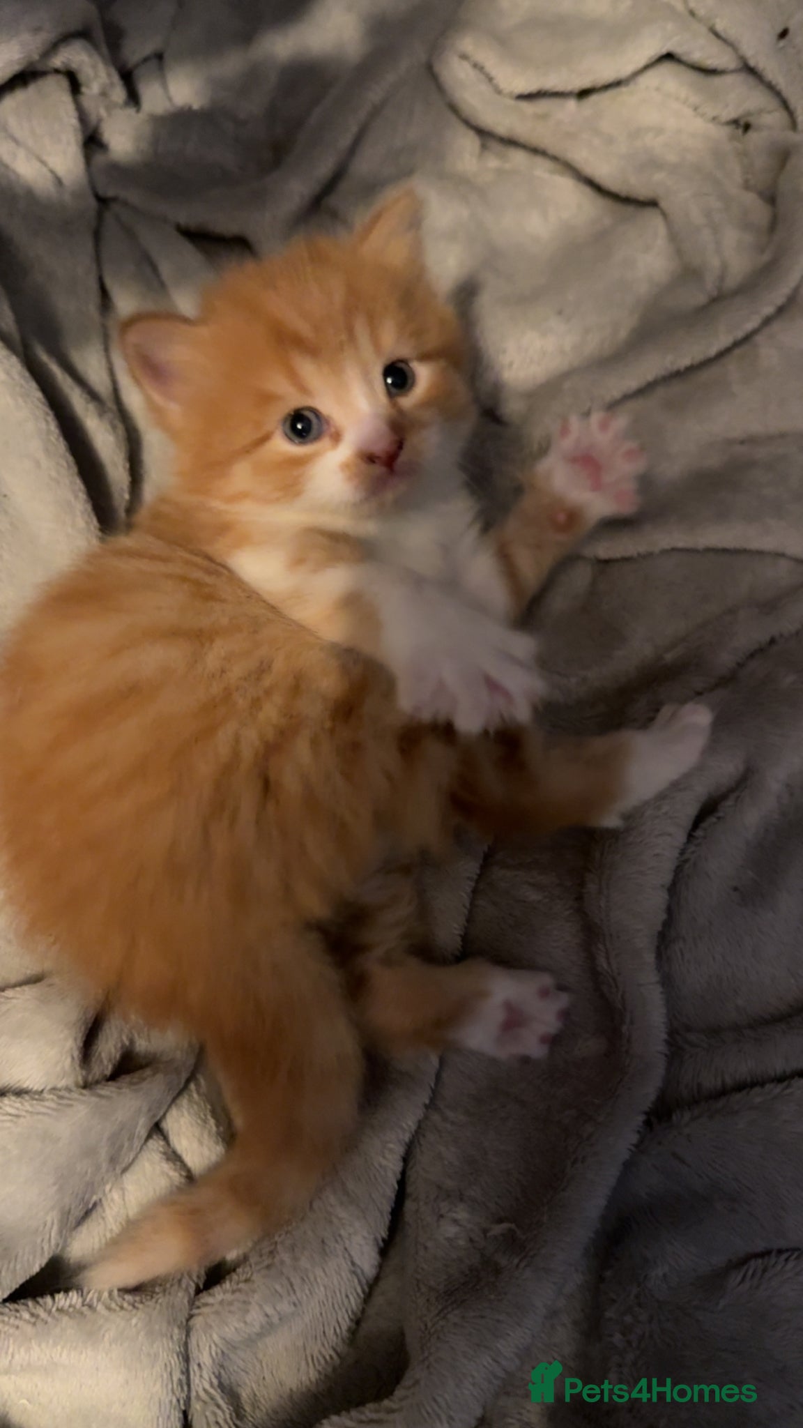 Persian cats for sale: 2 stunning PersianX kittens looking for new homes  - Advert 5
