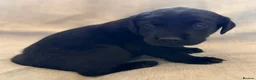 Labrador Retriever dogs for sale: Beautiful black labs in Taunton - Advert 16