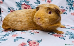 Guinea Pig rodents for sale: Female Guineapigs pair - Image 4