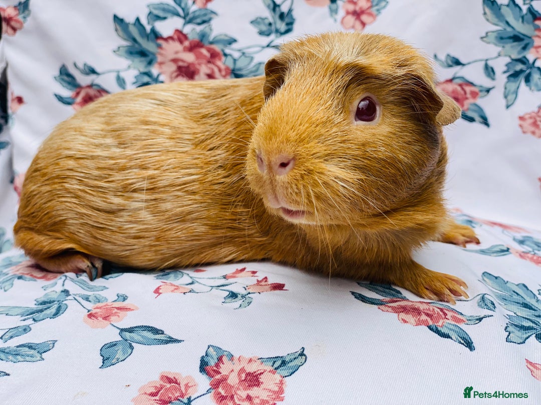 Guinea Pig rodents for sale: Female Guineapigs pair - Image 4