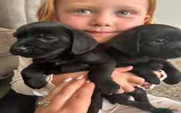 Mixed Breed dogs for sale: Gorgeous puppies  - Image 7