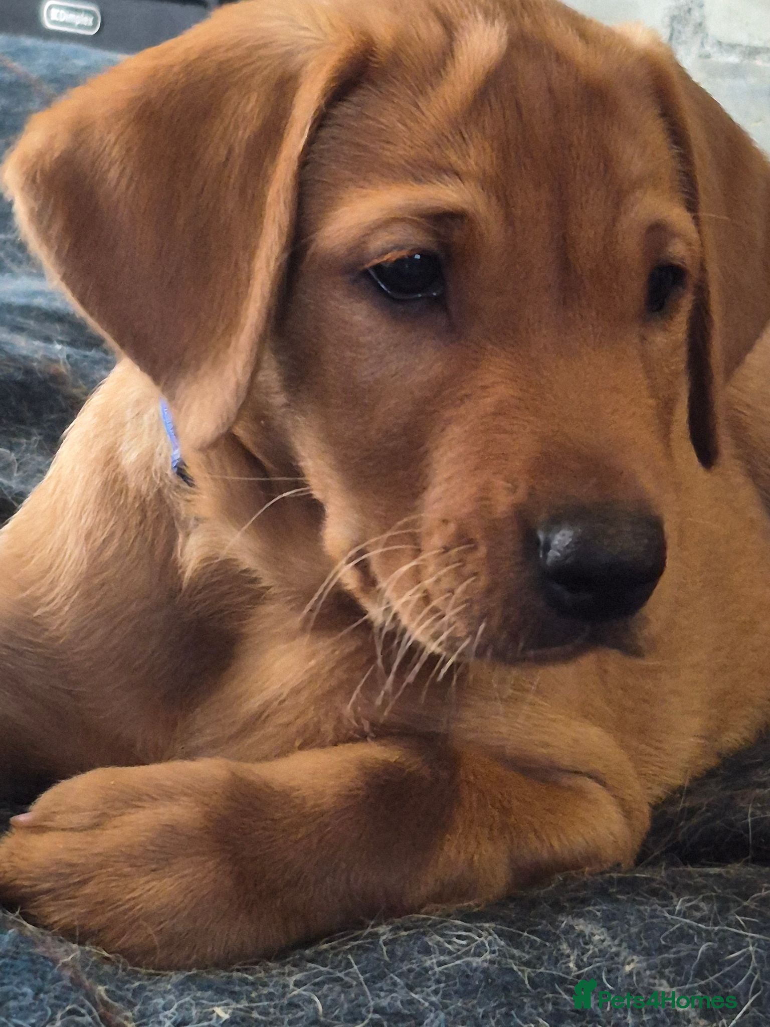 Labrador Retriever dogs Fox red labs for sale - Advert 2