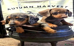 Dachshund dogs for sale: Beautiful miniature dachshunds for sale - Image 2