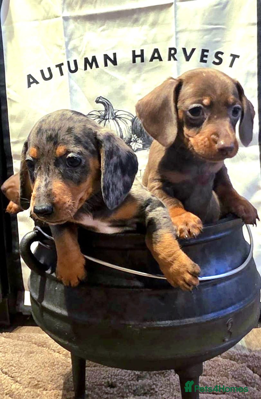 Dachshund dogs for sale: Beautiful miniature dachshunds for sale - Image 2