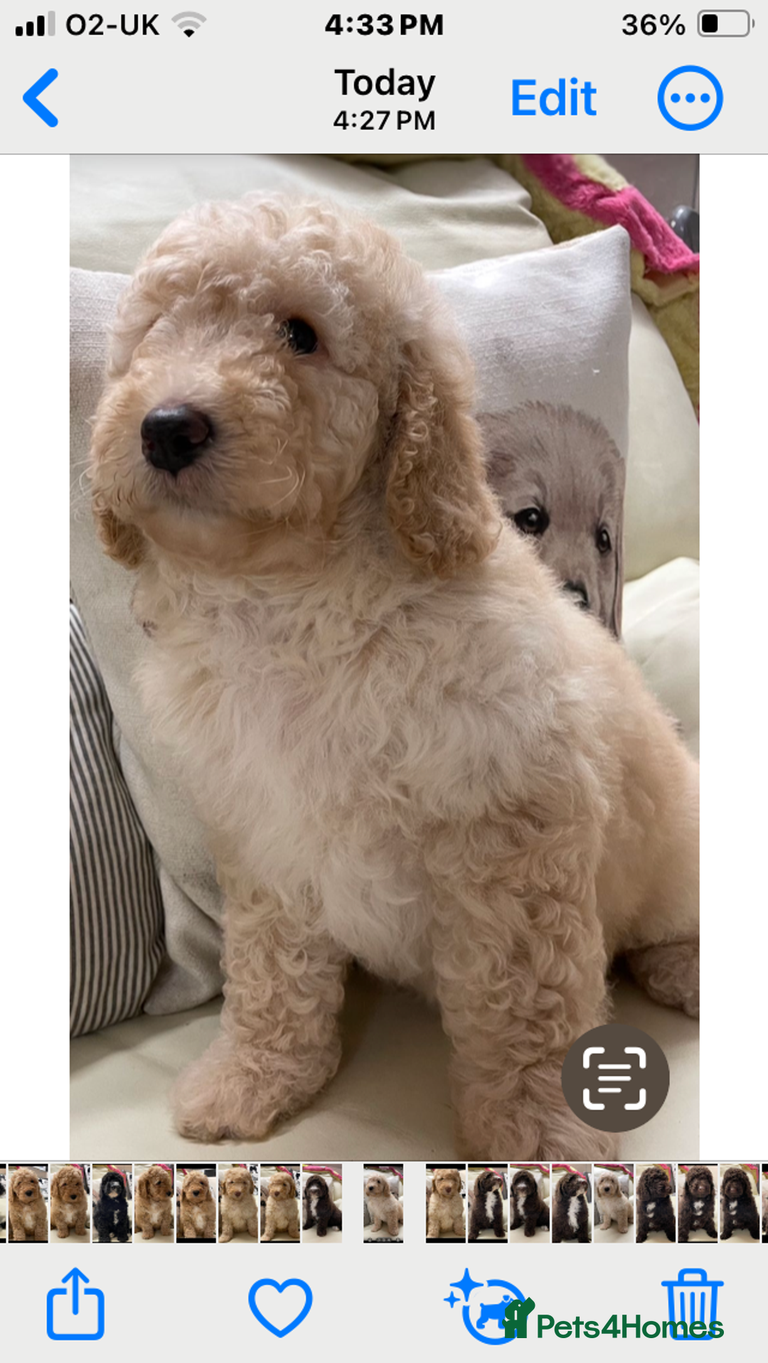 Mixed Breed dogs for sale: STUNNING DOUBLE DOODLES HEALTH TESTED PARENTAGE  - Advert 5