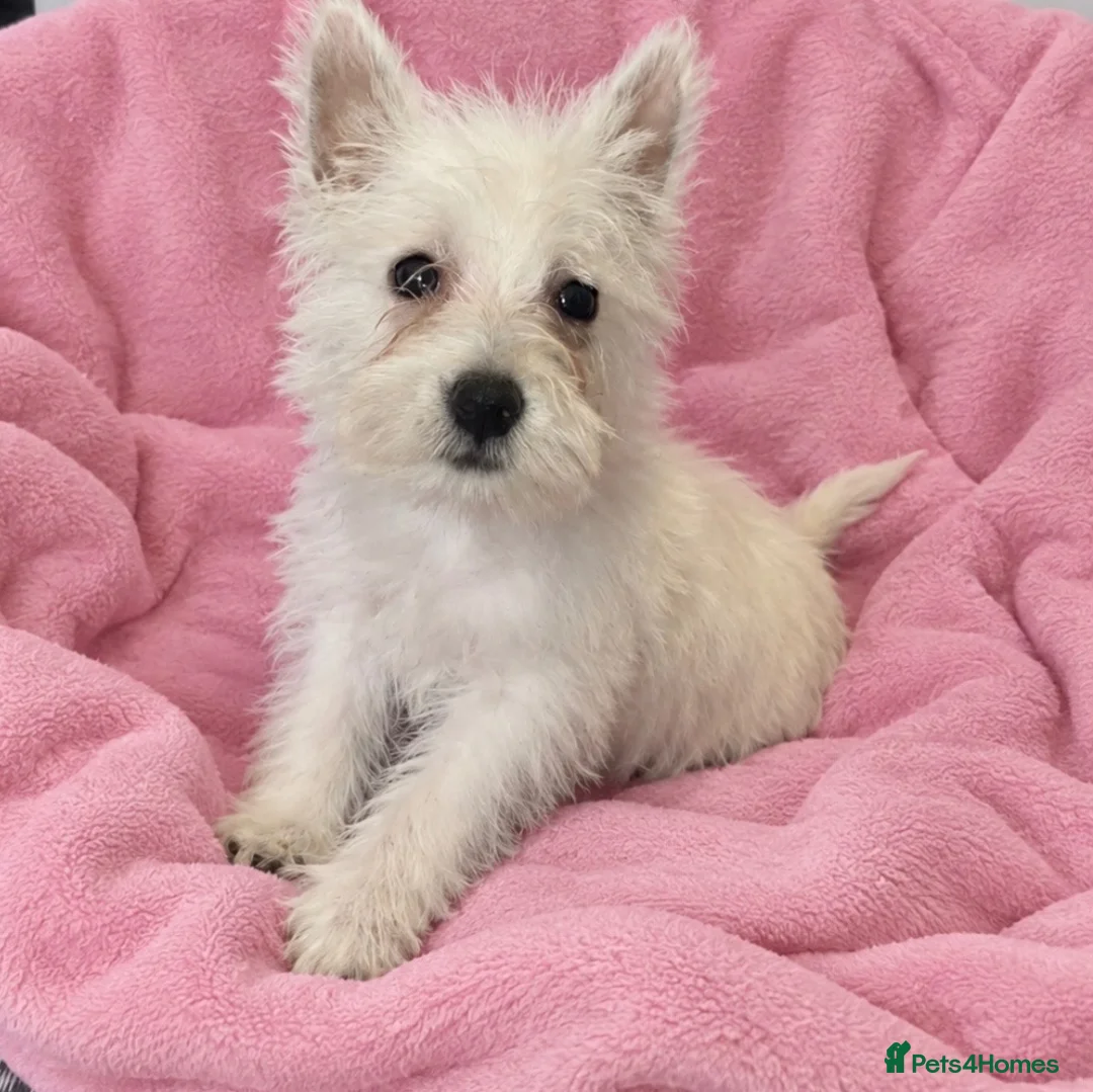 West Highland Terrier dogs for sale: Beautiful west highland terrier puppies for sale  in Basildon - Advert 2
