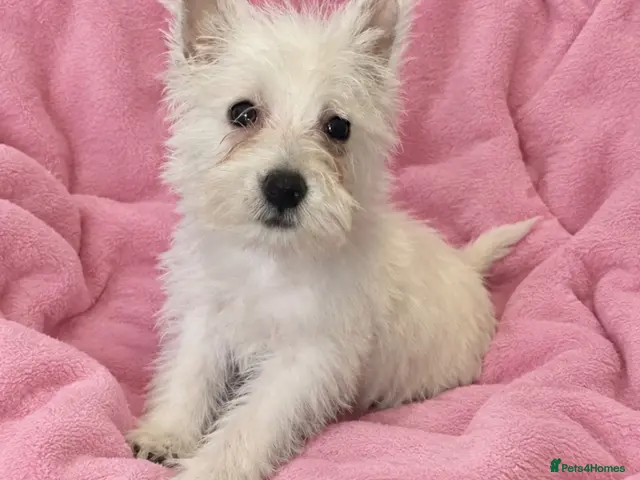 West Highland Terrier dogs Beautiful west highland terrier puppies for sale - Advert 2