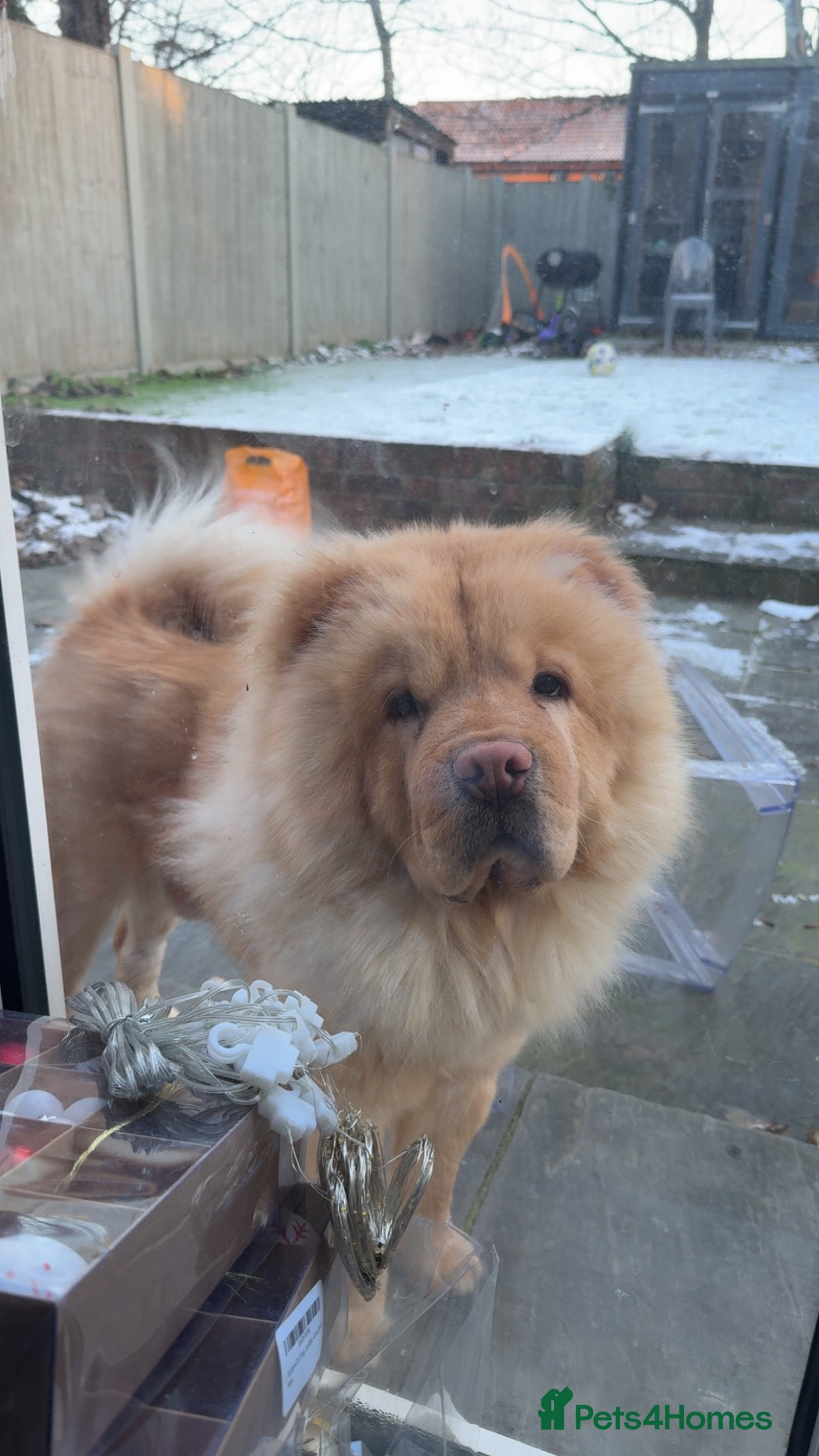 Chow Chow dogs Simba  - Advert 1