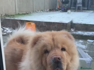 Chow Chow dogs Simba - Advert 1