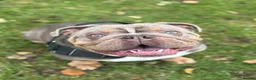 English Bulldog dogs for sale: Zeus English Bulldog - Advert 2