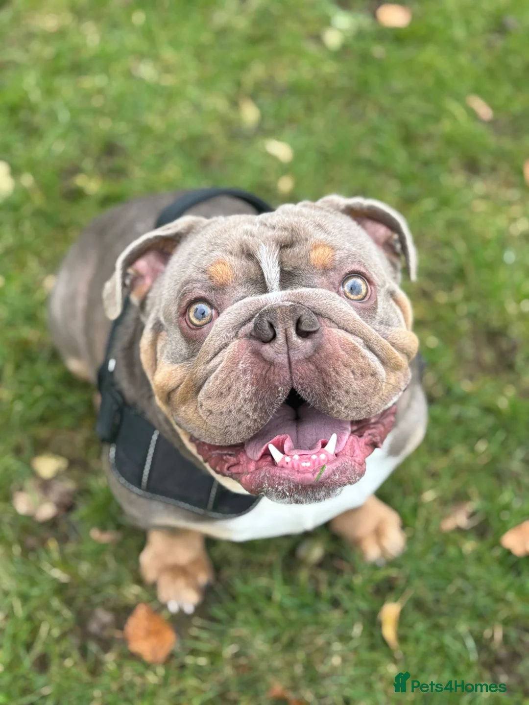 English Bulldog dogs for sale: Zeus English Bulldog - Advert 2