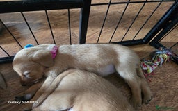 Labrador Retriever dogs for sale: KC REG Lab puppys x 2/11 ready to take home - Image 33