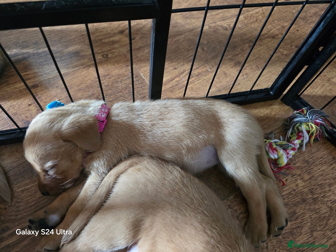 Labrador Retriever dogs for sale: KC REG Lab puppys x 2/11 ready to take home - Image 33