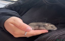 Hamster rodents for sale: Bonnie- 5m/o female Russian dwarf hamster  - Image 3