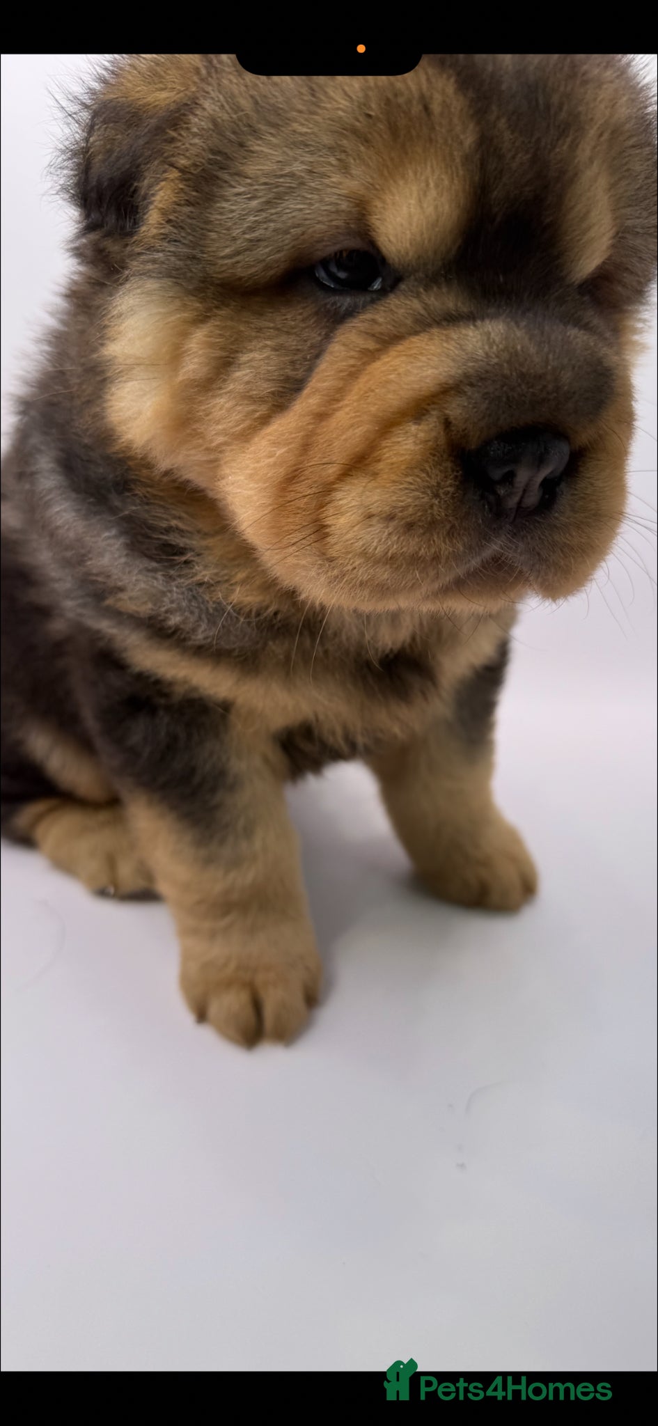 Shar Pei dogs for sale: Bear Coat Shar Pei KC Registered  - Advert 5