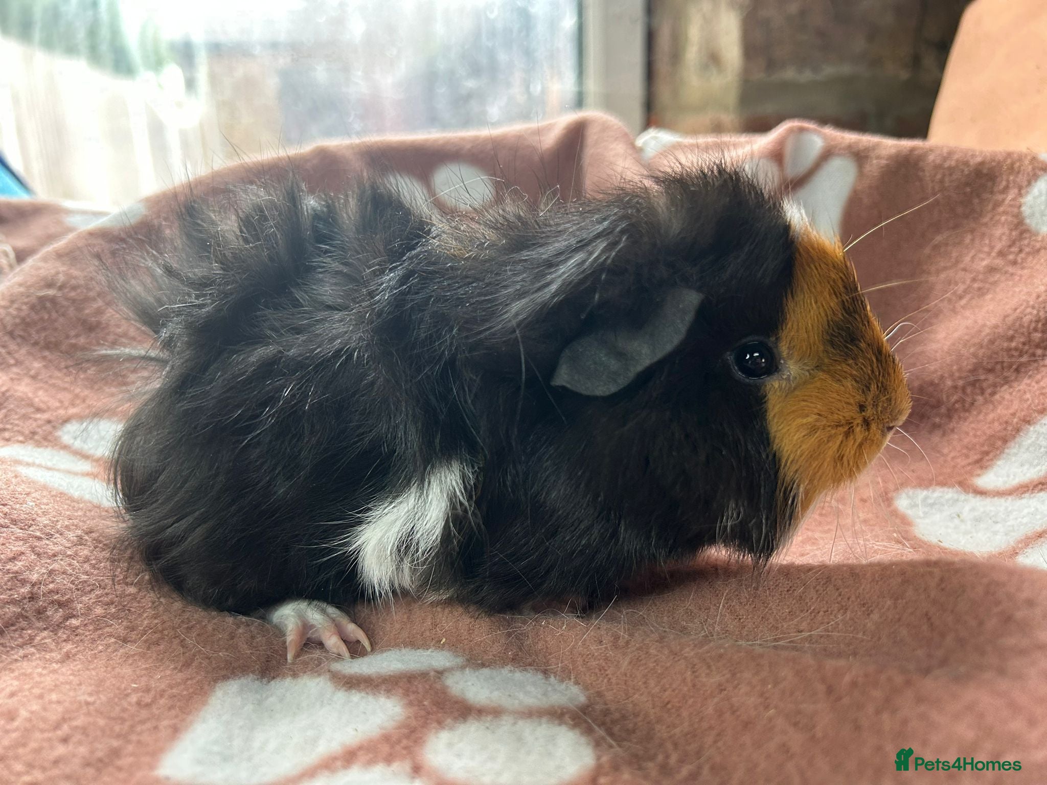 Guinea Pig rodents Boys boys boys guinea pigs  - Advert 1