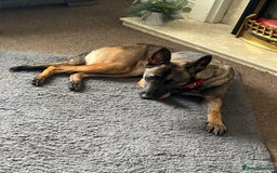 Mixed Breed dogs for sale: 1 belgian shepherd and 1 Sheprador - Image 10