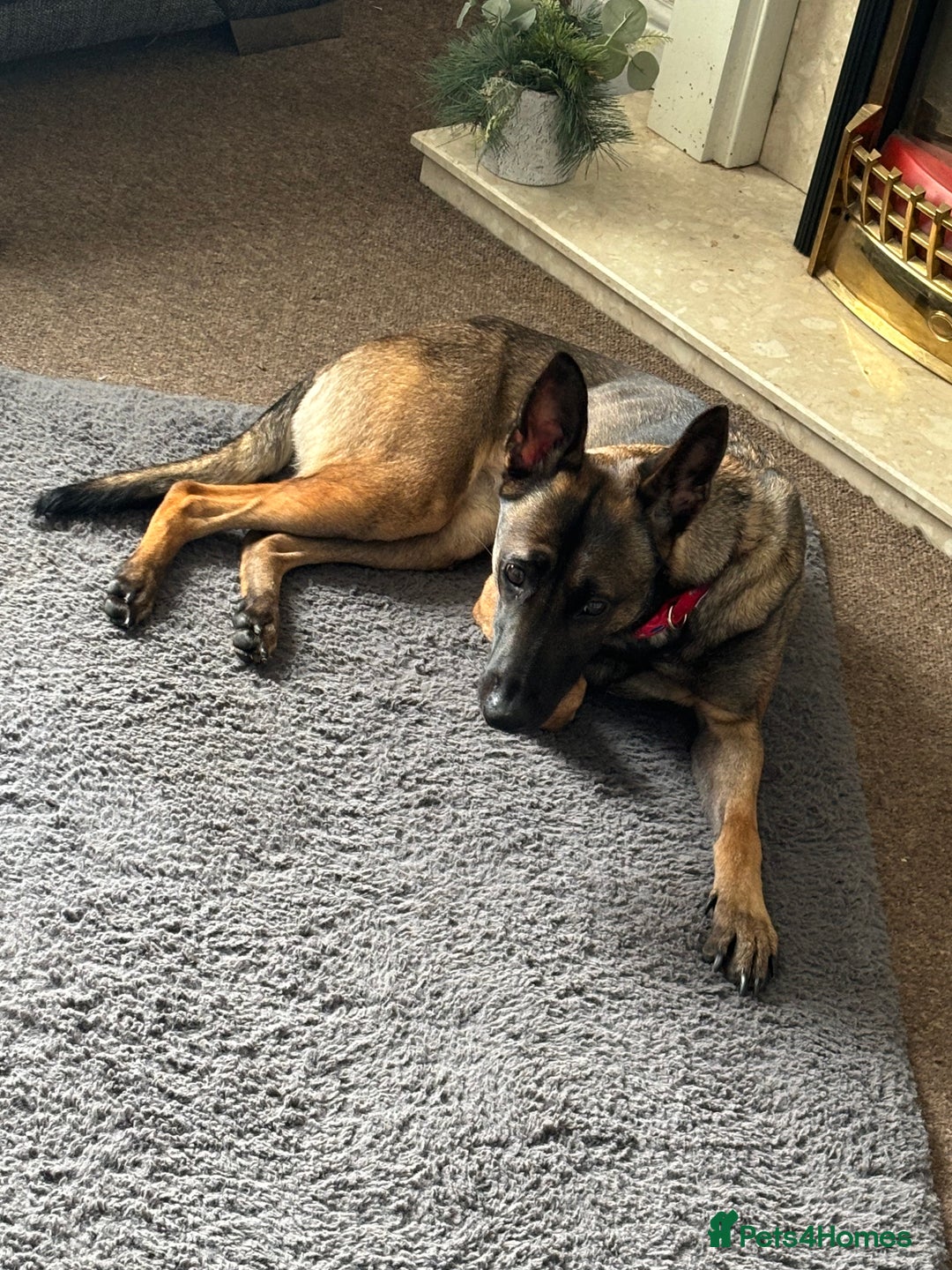Mixed Breed dogs for sale: 1 belgian shepherd and 1 Sheprador - Image 10