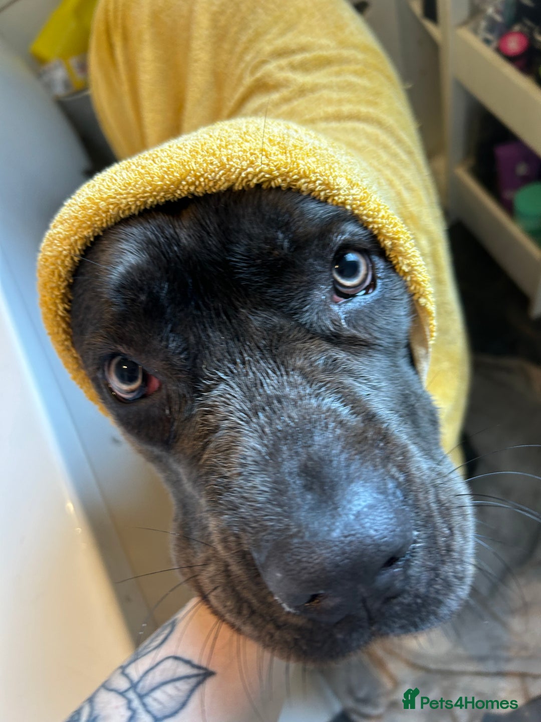 Mixed Breed dogs for sale: Cane Corso x Belgian Malinois - Image 12