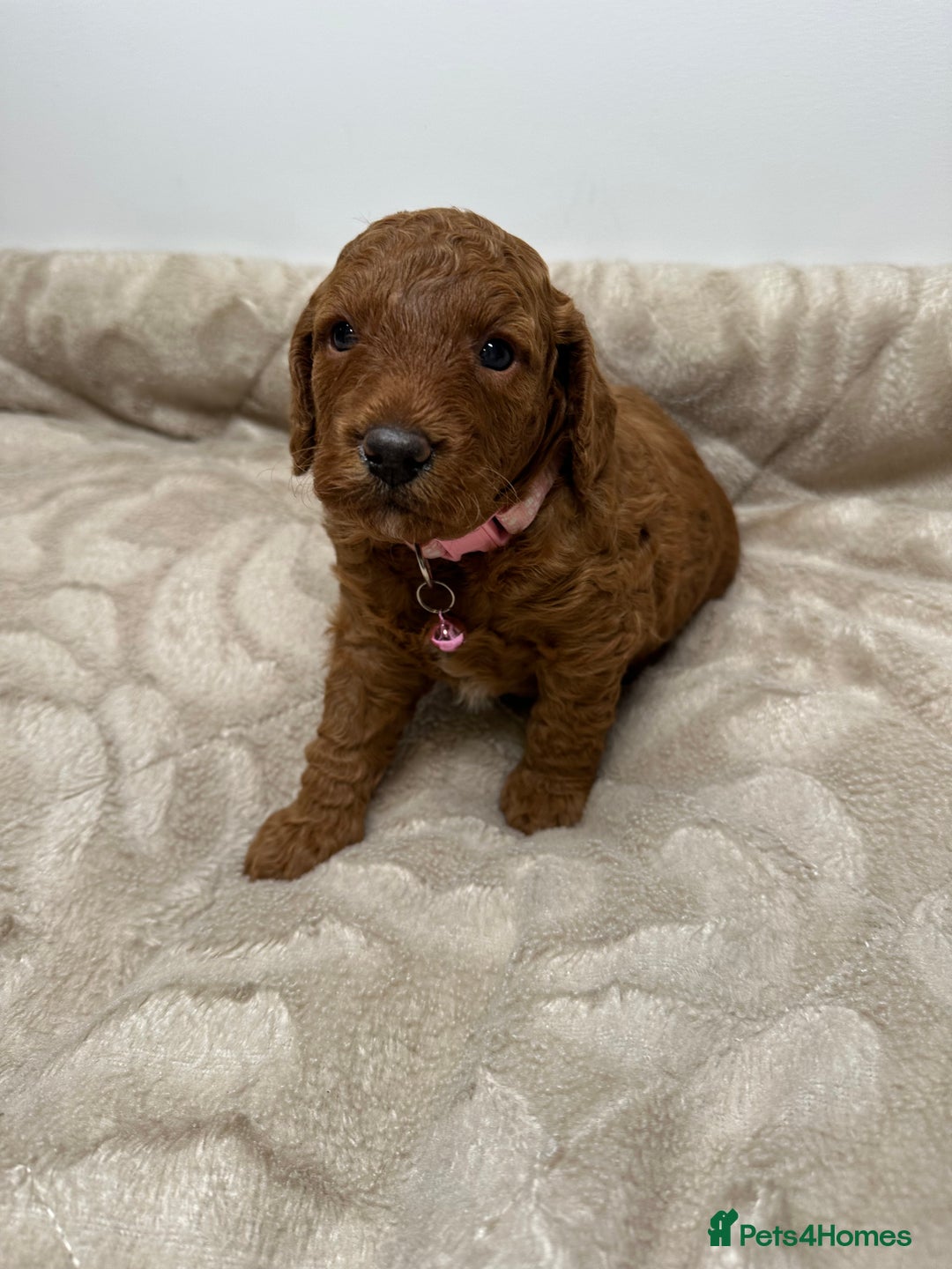 Cockapoo dogs for sale: Red Mini Cockapoo Puppies-Ready - 14 of January  - Advert 29
