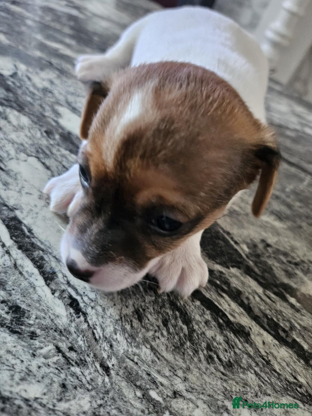 Jack Russell dogs for sale: Full pedigree jack russle pups  - Advert 6
