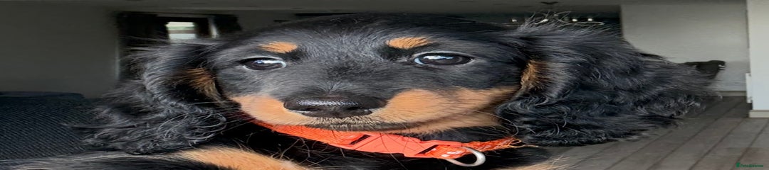 Miss orange 