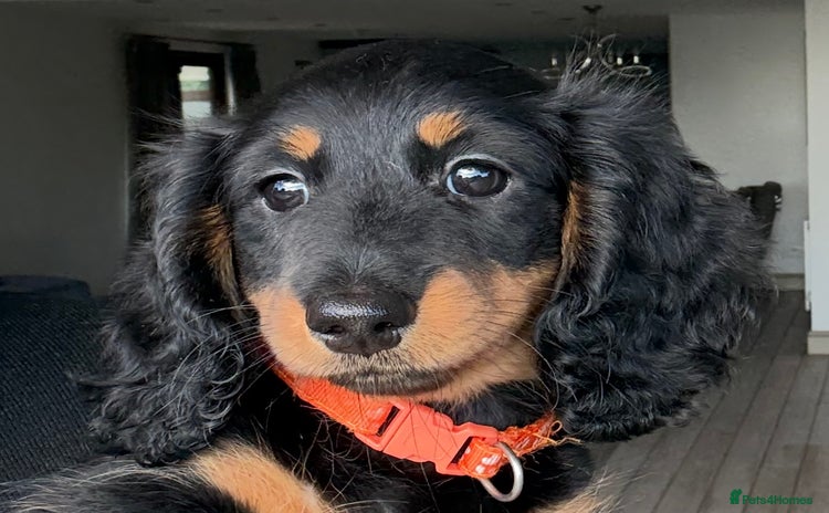 Miniature Dachshund dogs - Advert 1