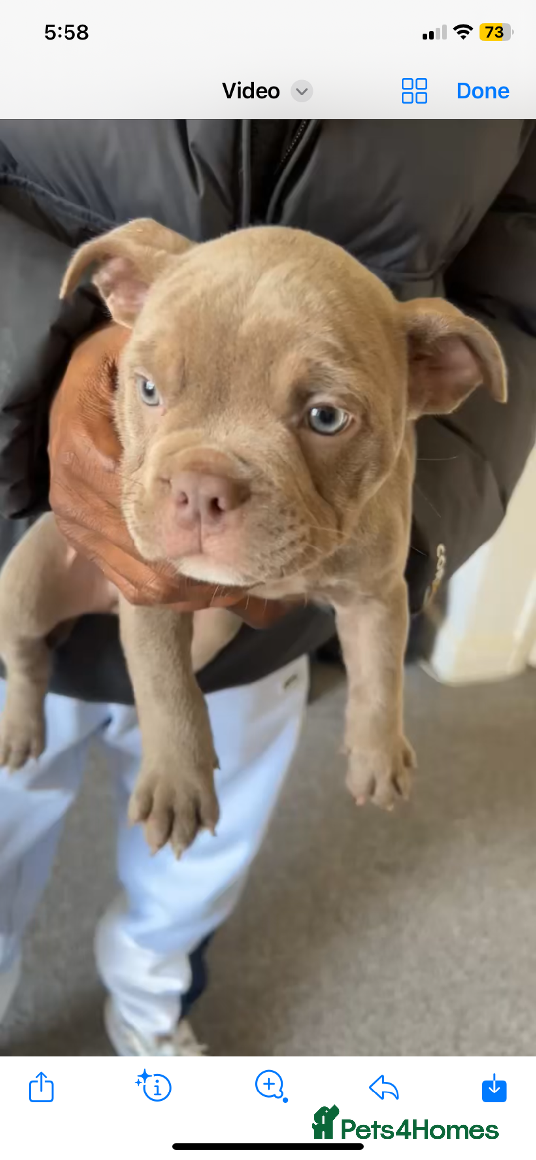 American Bully dogs for sale: Beautiful Pocket bully puppies for sale!!! - Advert 2