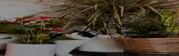 Domestic Shorthair cats for sale: 2 year old cat for sale in Hitchin - Advert 2