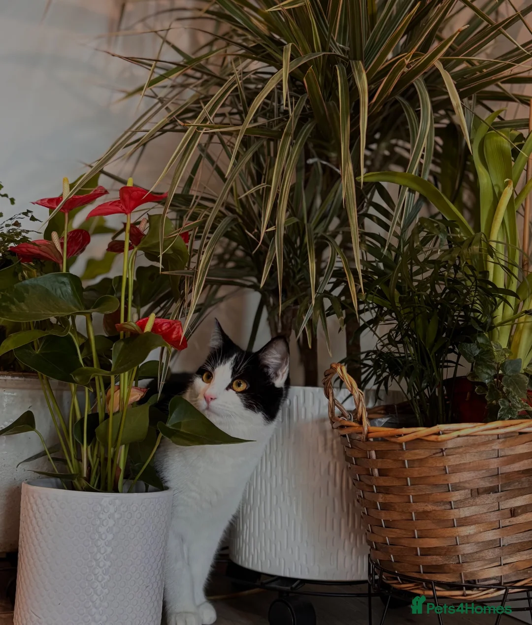 Domestic Shorthair cats for sale: 2 year old cat for sale in Hitchin - Advert 2