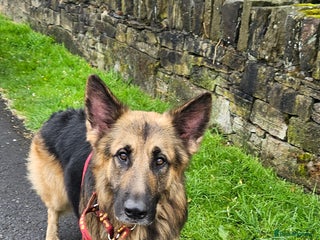 German Shepherd dogs - Advert 18