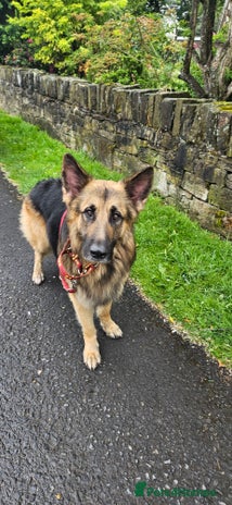 German Shepherd dogs - Advert 1